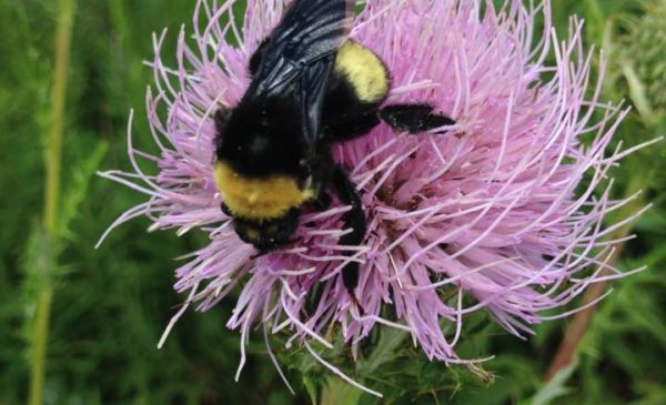 a bumblebee on a thisle