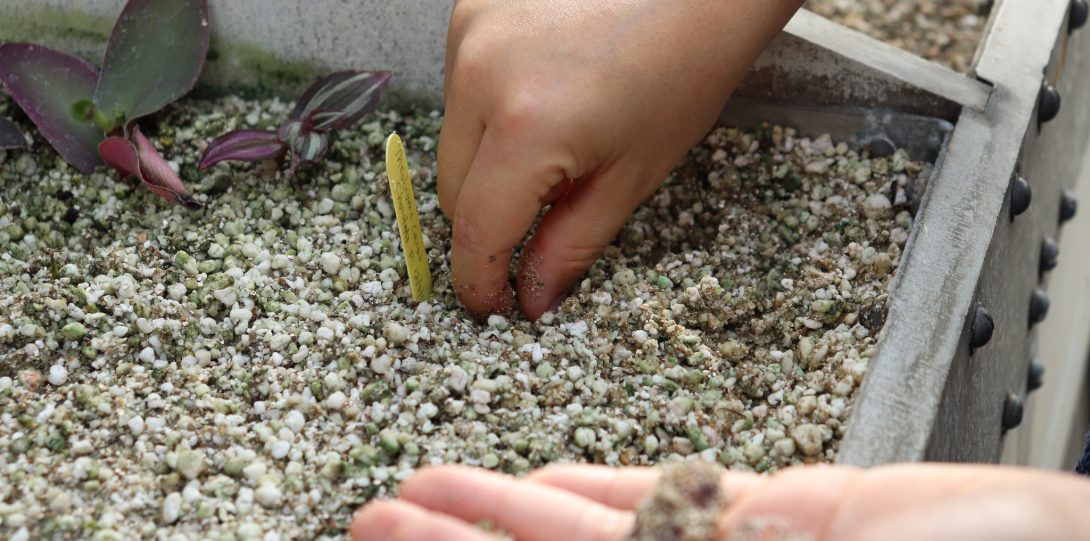 hands propagating succulent plants