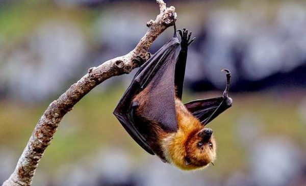 a fruit bat hanging from a branch